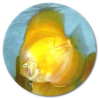Albino White Faced Siam Yellow Master Discus Fish - 2.25-3 inch